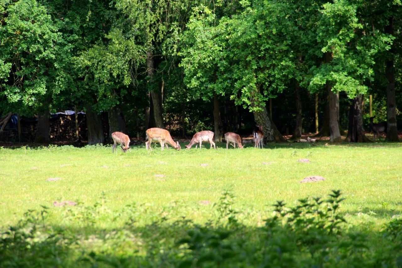 Damhirsch Neustadt am Rübenberge
